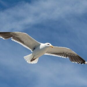 Seagull Flying